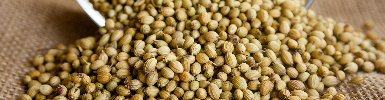 Coriander
